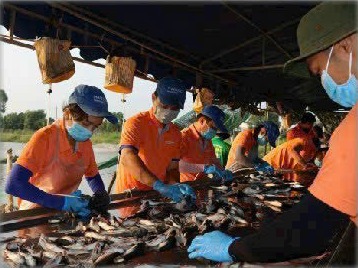 Triển khai tiêm vắc-xin